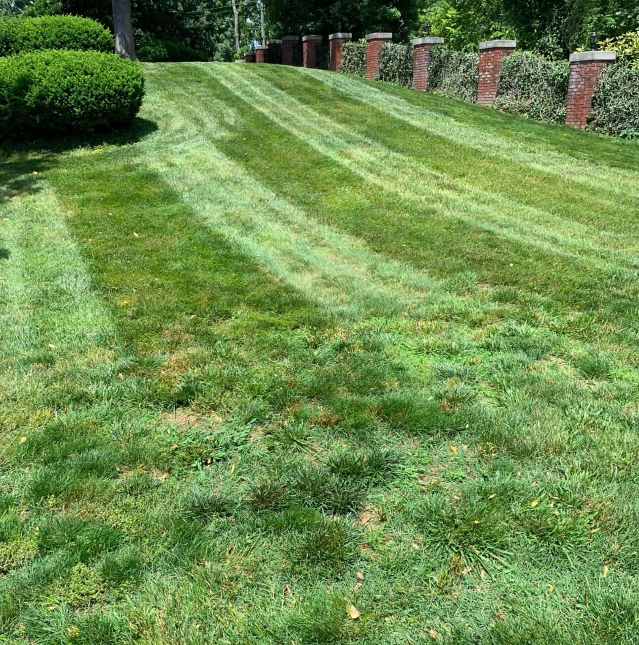 Lawn with stripes Mowing lawn with stripes